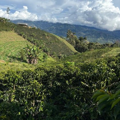 Pink Bourbon - Washed Espresso