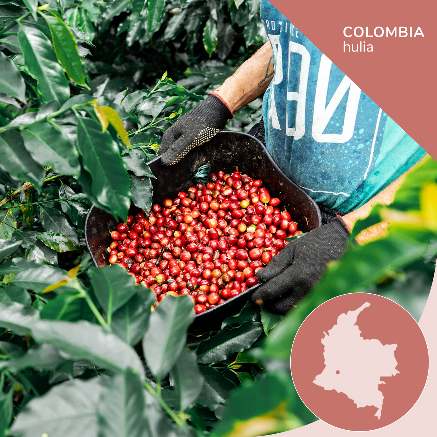 Specialty Colombian Coffee, Pink Bourbon - Opaqa Amelia’s Blossom