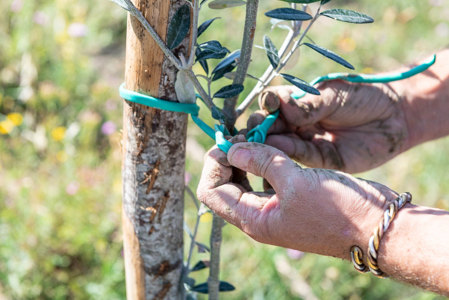 Imported Olive Oil from Italy- Intosso Olive (Abruzzo)