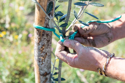 Mild Roggianella Extra Virgin Olive Oil | Imported from Calabria, Italy