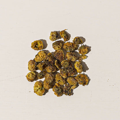 Wild Chrysanthemum Flower