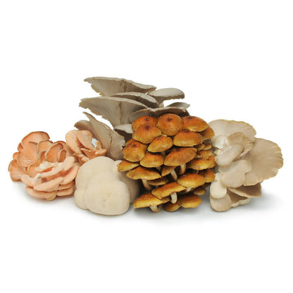 Certified Organic Exotic ShroomBox