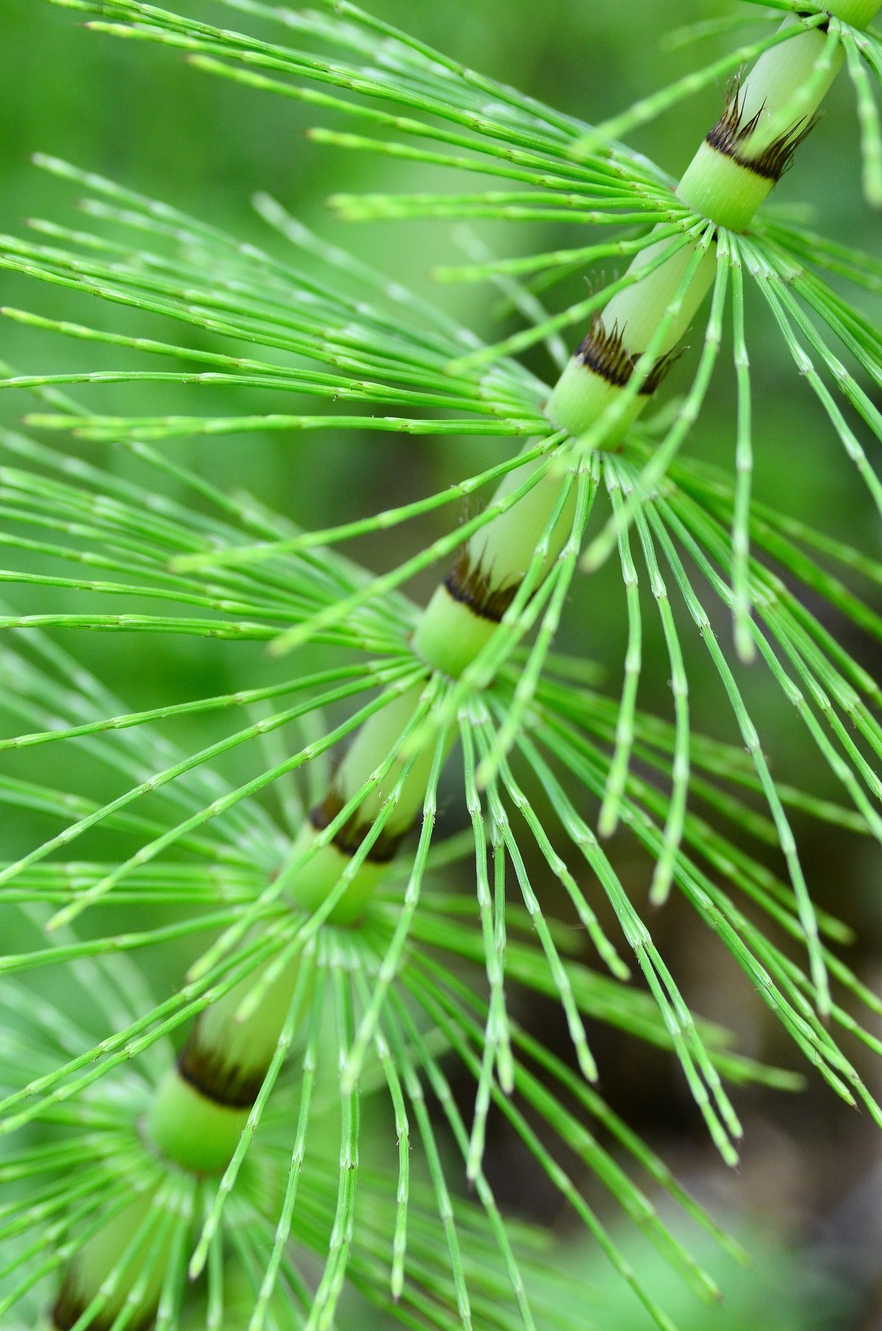Horse Tail (Shavegrass) Cut, Sifted