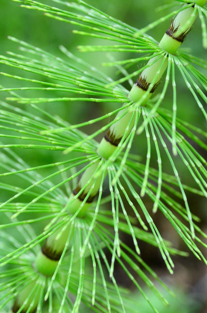 Horse Tail (Shavegrass) Cut, Sifted