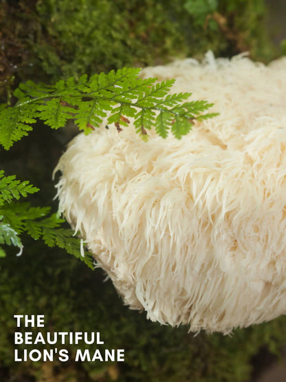 BRAIN COFFEE BOOSTER