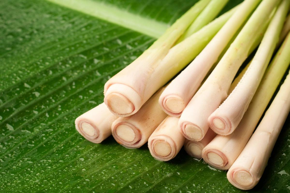Lemongrass Fresh 8-10 Stalks from Trendoli Fresh.