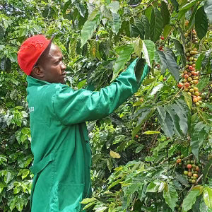 Mr. Mann's (Farm to Cup coffee from Highlands Global Coffee)