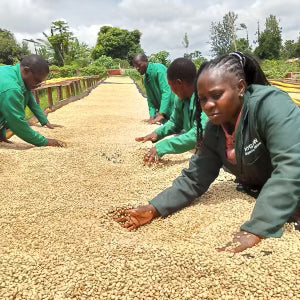 Mr. Mann's (Farm to Cup coffee from Highlands Global Coffee)