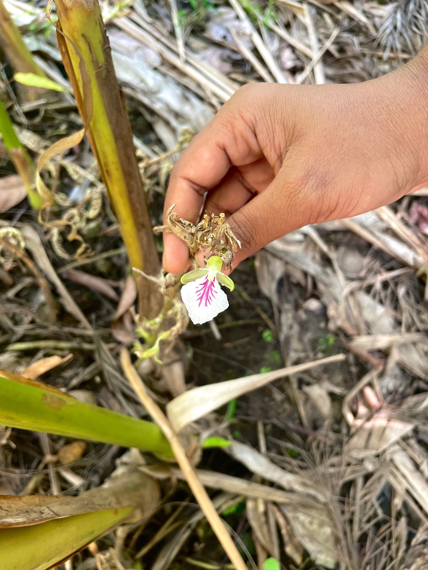 Sourcery Green Cardamom Jars - 6 Jars x 1 Case