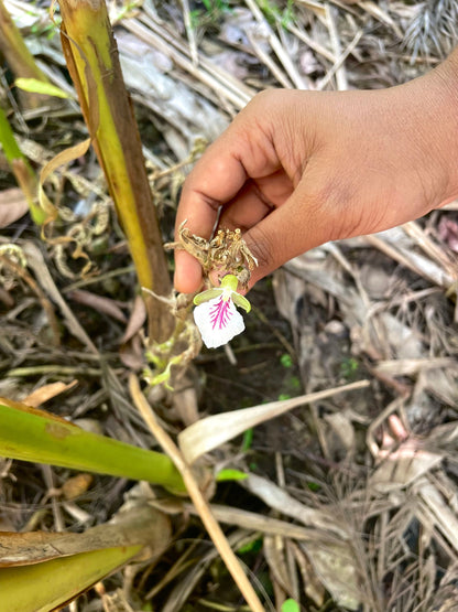 Sourcery Green Cardamom Jars - 6 Jars x 1 Case