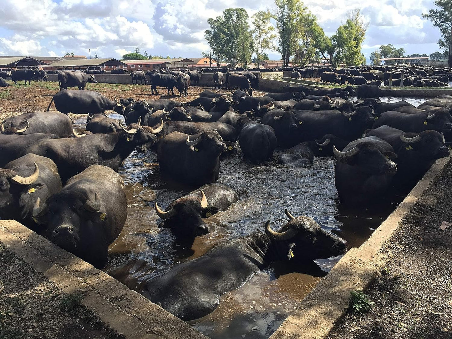 Lupara Buffalo Mozzarella, 7 oz Ball per Cup, 12 Cups