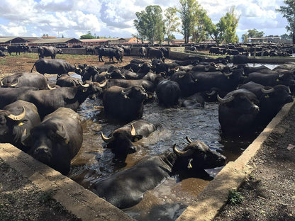 Lupara Buffalo Mozzarella, 7 oz Ball per Cup, 12 Cups