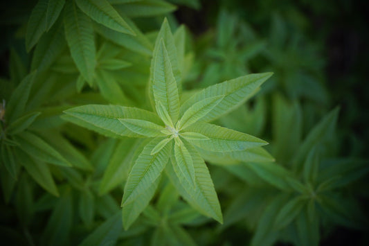 Lemon Verbena, Cut, Sifted