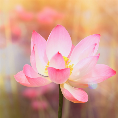 Kumkumadi Luminescent Night Oil– Ayurvedic Radiance Ritual for Glowing & Rejuvenated Skin