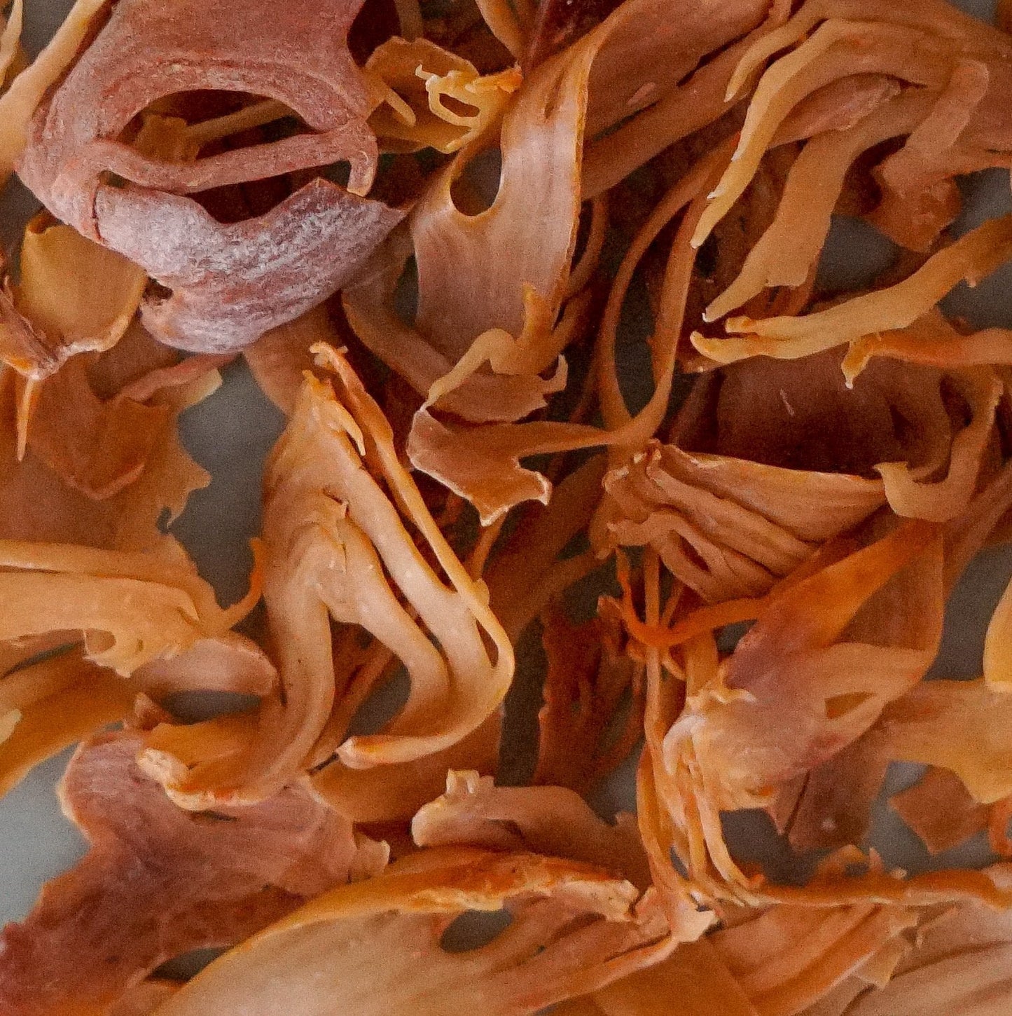 Sourcery Mace Jars - 6 Jars x 1 Case