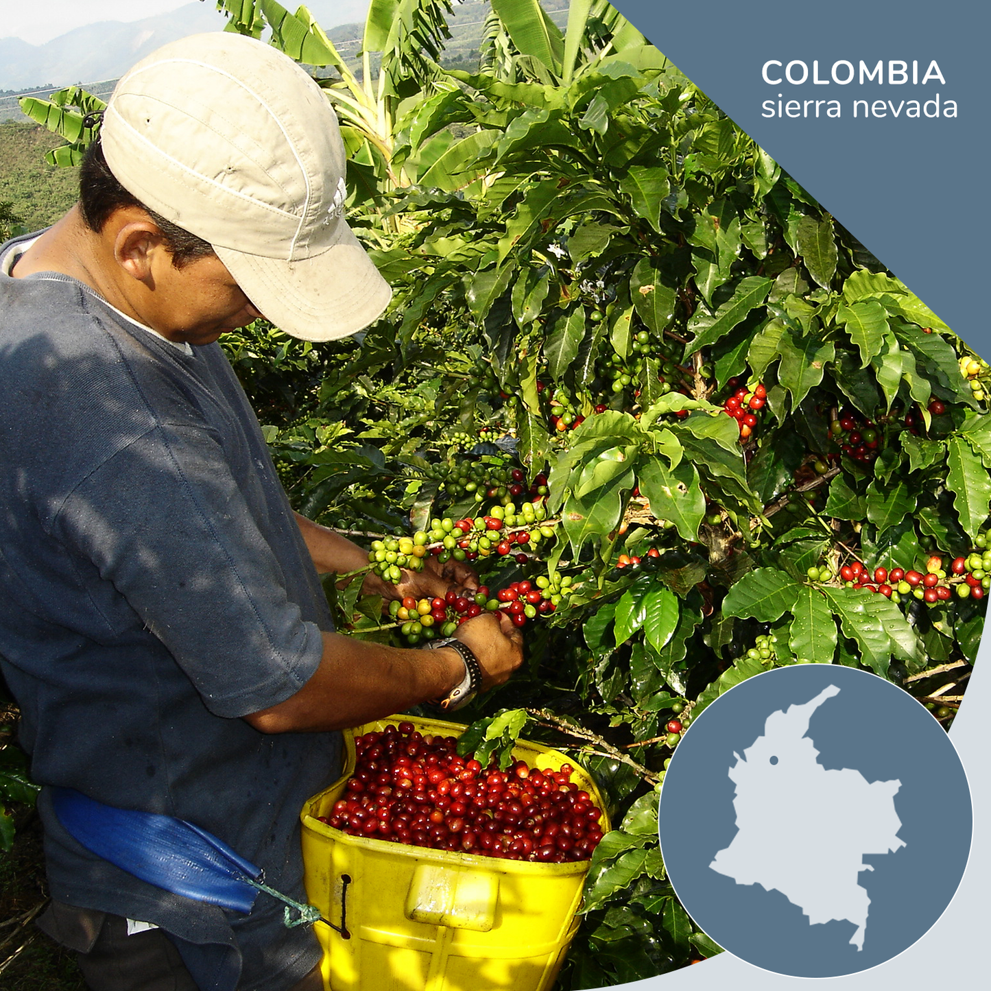 Colombia Supremo Sierra Nevada Coffee, Opaqa Morning Mist