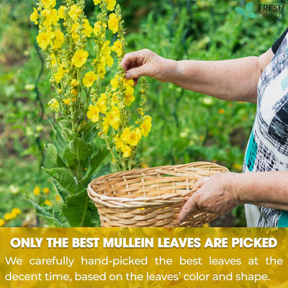 Mullein Leaf Tea Bags, 100% Natural & Pure from Mullein Leaves. Loose Leaf Mullein Herbal Tea. Made with Natural Material Tea Bags. No Sugar, No Caffeine, No Gluten, Vegan.