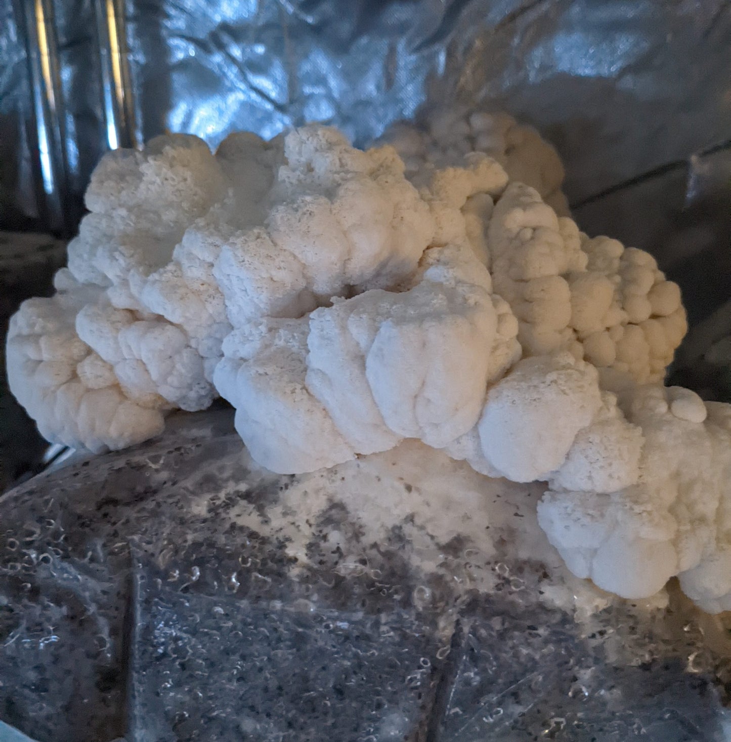 Organic Lion’s Mane Grow Kit