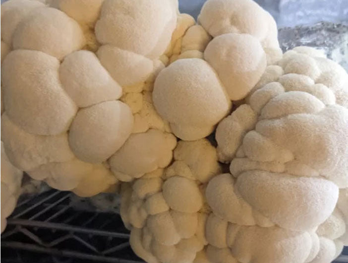 Organic Lion’s Mane Grow Kit