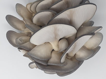 Organic Blue Oyster Grow Kit