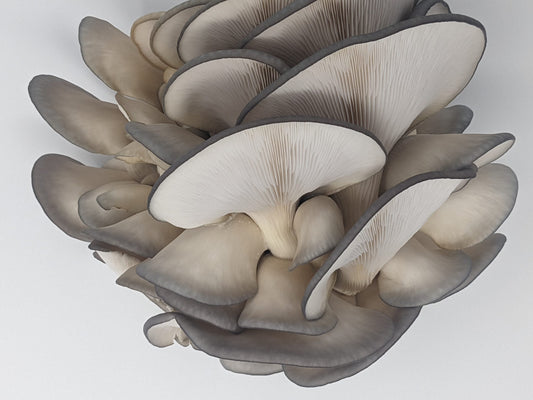 Organic Blue Oyster Grow Kit