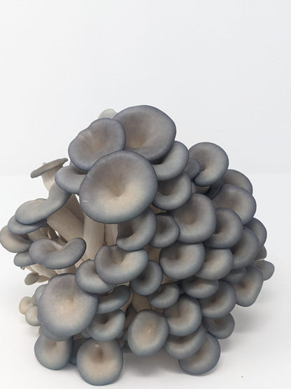 Organic Blue Oyster Grow Kit