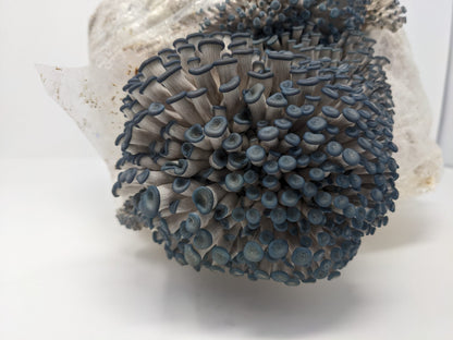 Organic Blue Oyster Grow Kit