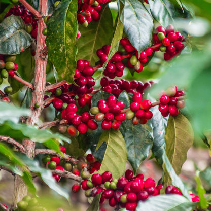 Peru Atahualpa