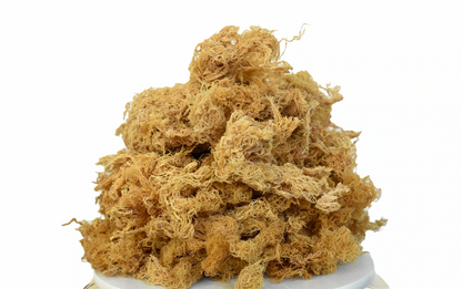 St. Lucia Wildcrafted Gold Raw Sea Moss