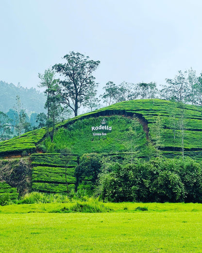 Green Tea | Loose Leaf Young Hyson (YH) Green Tea