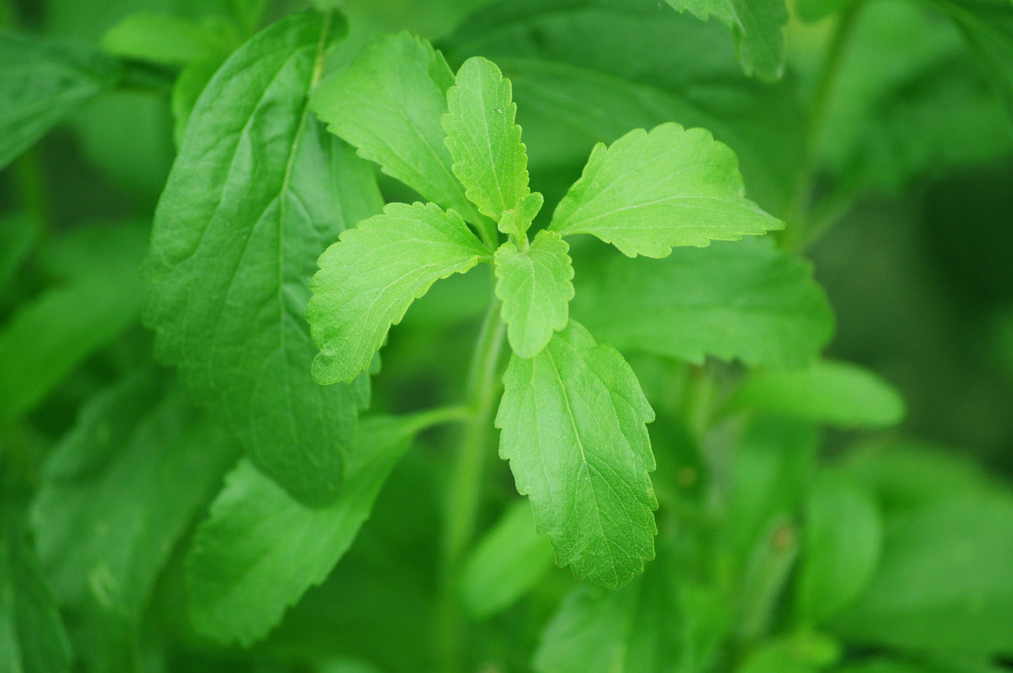 Stevia Leaf Powder