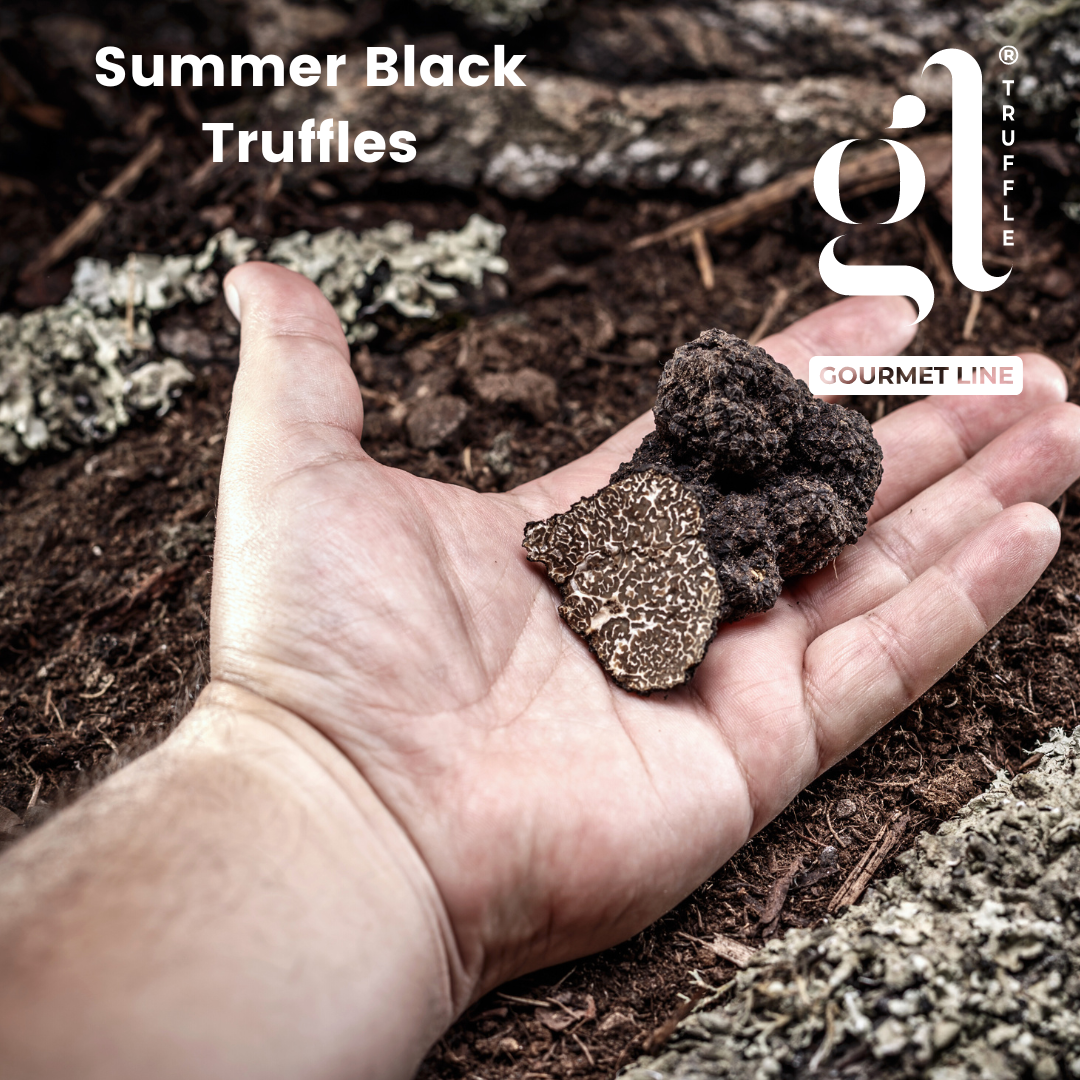GL Truffle Gourmet, Whole Black Summer Truffle,  Preserved 35g (1.2oz)