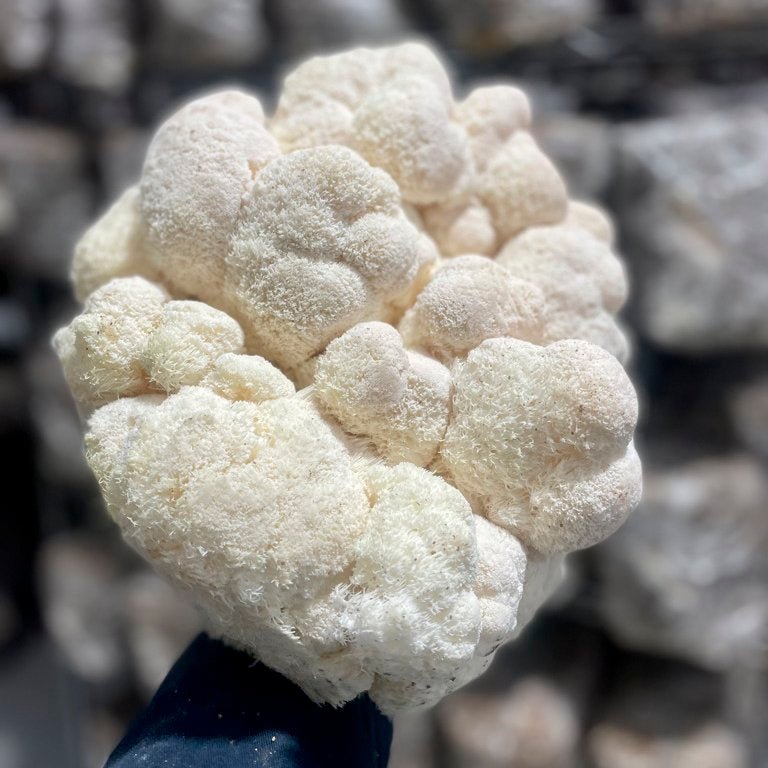 Ahara Mushrooms Golden Mane Mushroom Chai - 10 bags