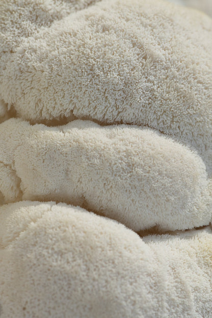 Ahara Mushrooms Lion's Mane Capsules - 10 bottles