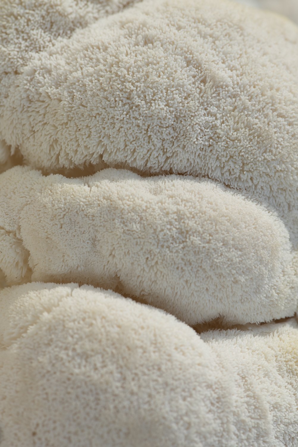 Ahara Mushrooms Lion's Mane Capsules