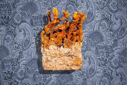 Ahara Mushrooms Reishi Capsules - 10 bottles