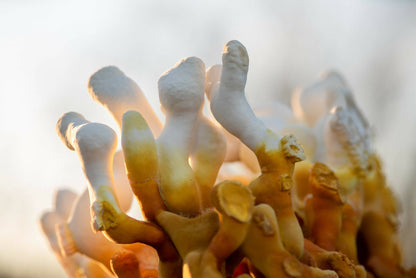 Ahara Mushrooms USDA Organic Reishi Powder