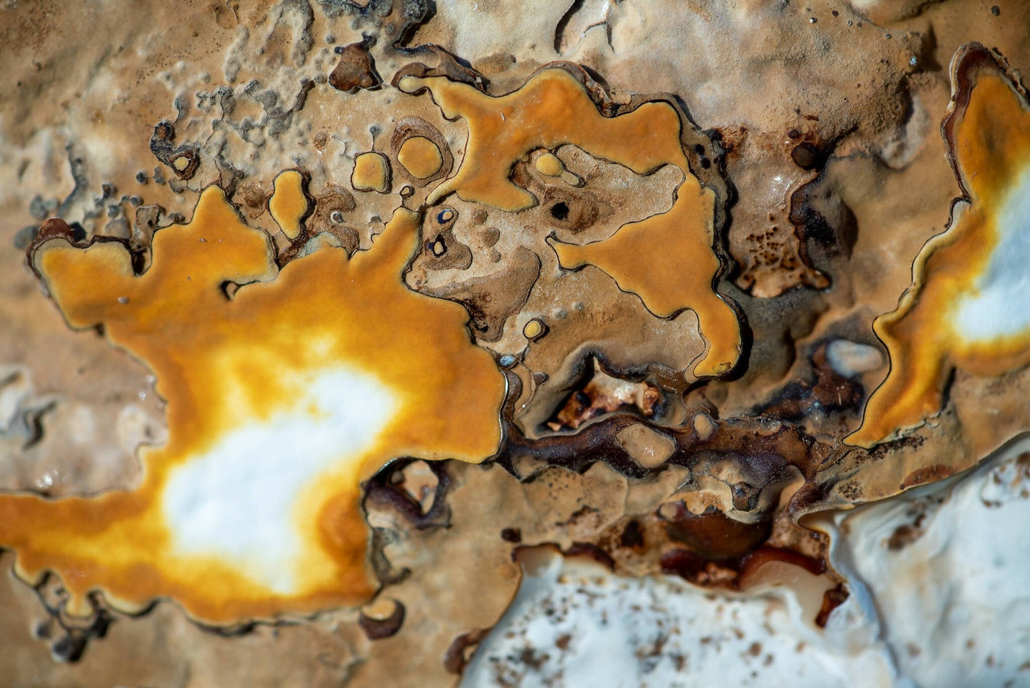 Ahara Mushrooms USDA Organic Reishi Powder