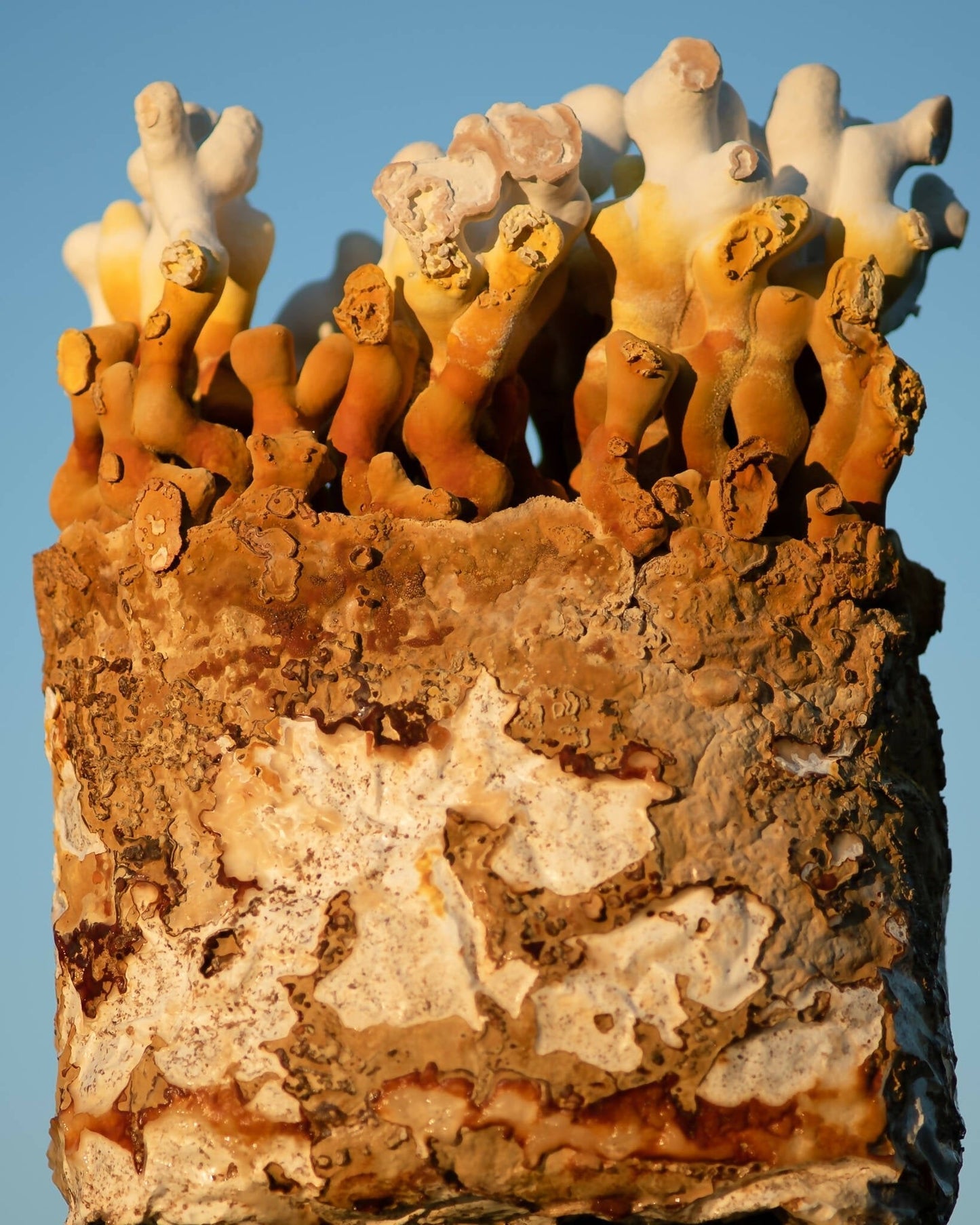 Ahara Mushrooms USDA Organic Reishi Powder