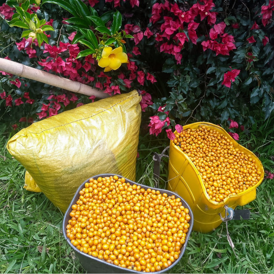 Yellow Bourbon - Washed