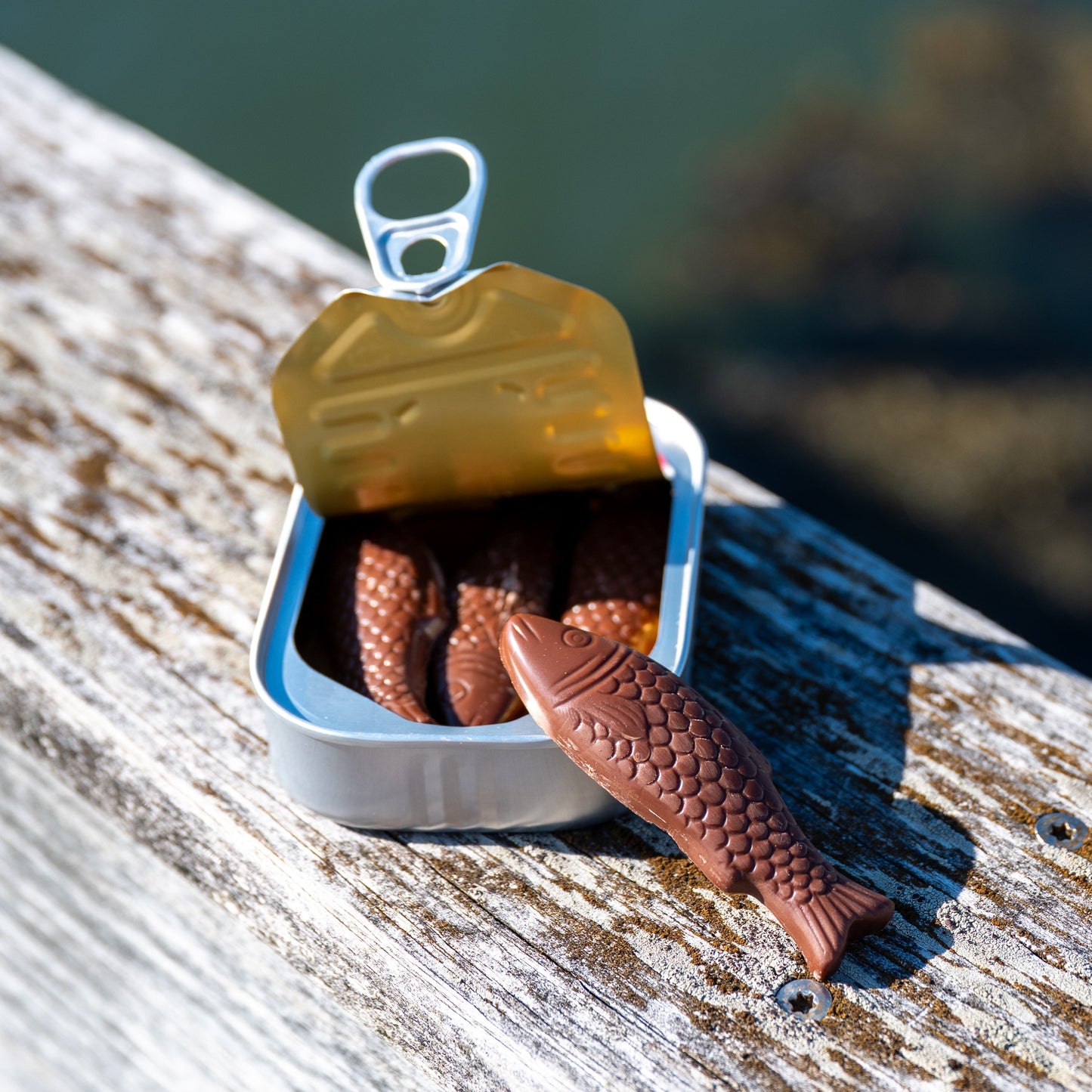 Chocolate Sardines, Tinned