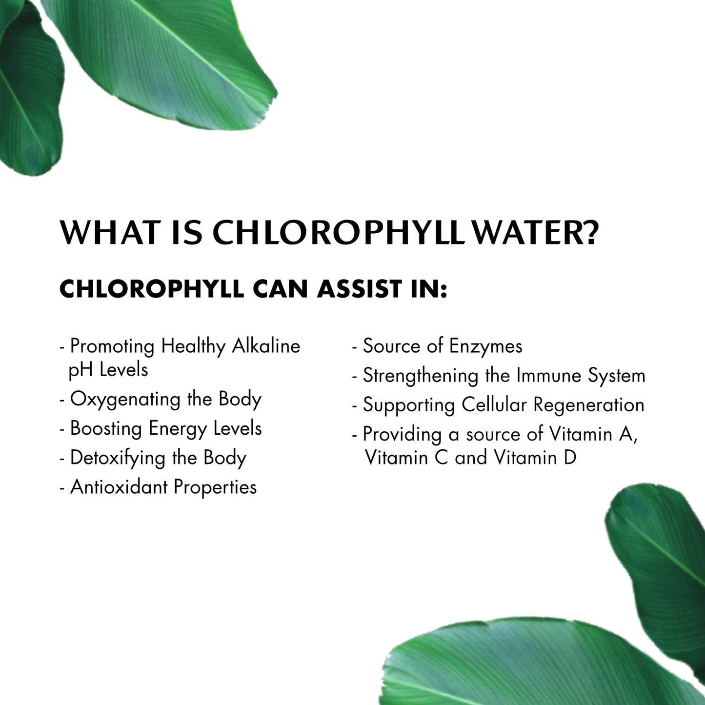 Chlorophyll Water Chlorophyll Water® (2 Cases/24 Bottles) Purified Mountain Spring Water with Essential Vitamins