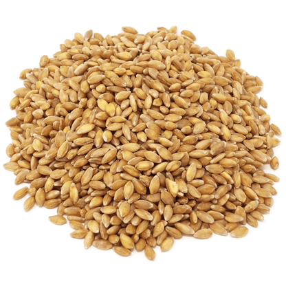 Einkorn Berries, Organic