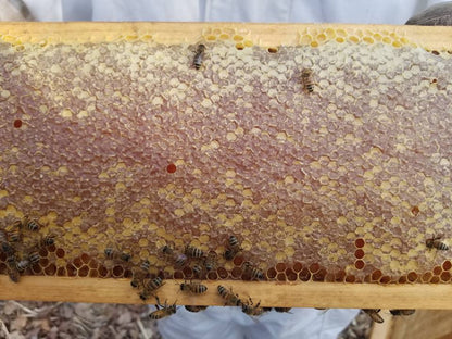 Mandarin Orange Honey