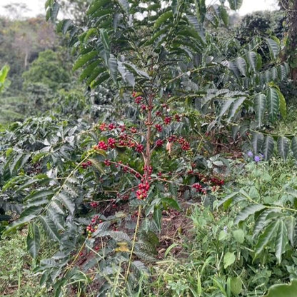 EDINSON ARGOTE GESHA