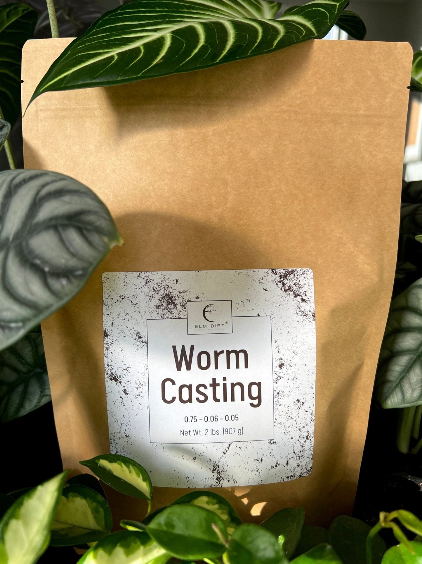 Elm Dirt Worm Casting