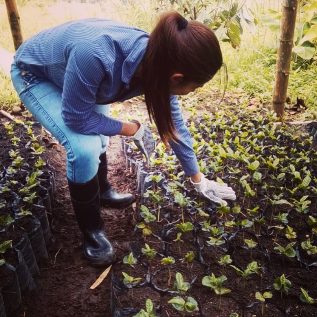 Alchemy Steep - Single-Serve Specialty Coffee (4-Pack)