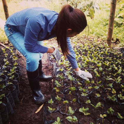 Alchemy Steep - Single-Serve Specialty Coffee (4-Pack)