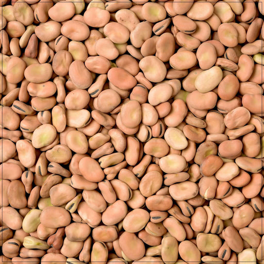Fava Beans