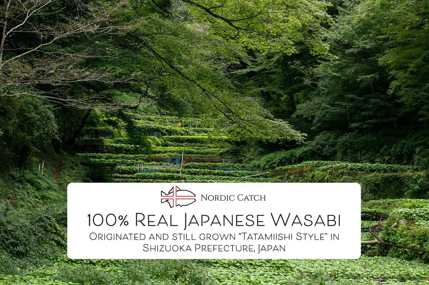 Fresh Japanese Wasabi Root + Steel Shark Grater Bundle